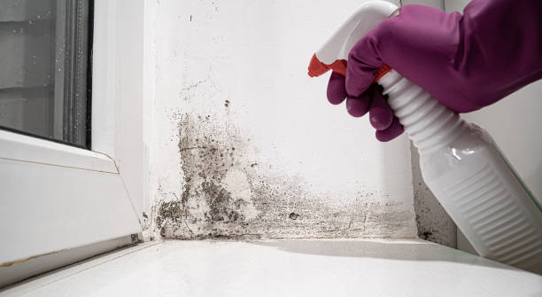 Best Water damage repair service  in USA